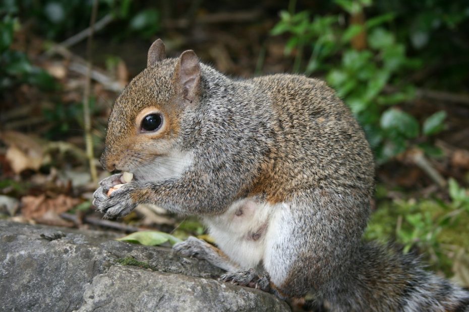 do squirrels eat herbs